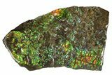 Brilliant Ammolite (Fossil Ammonite Shell) - Alberta, Canada #207210-1